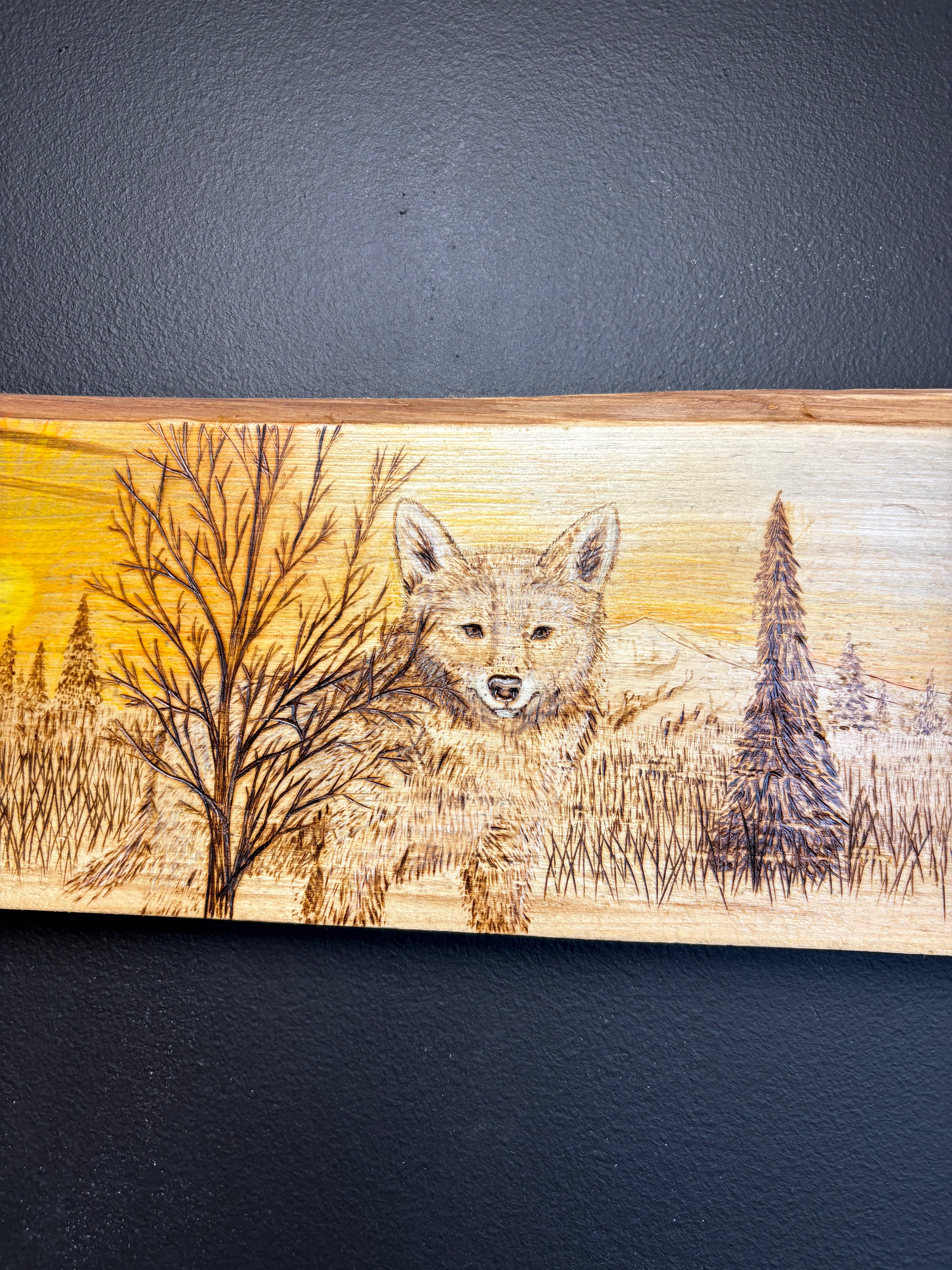 Coyotes in the field